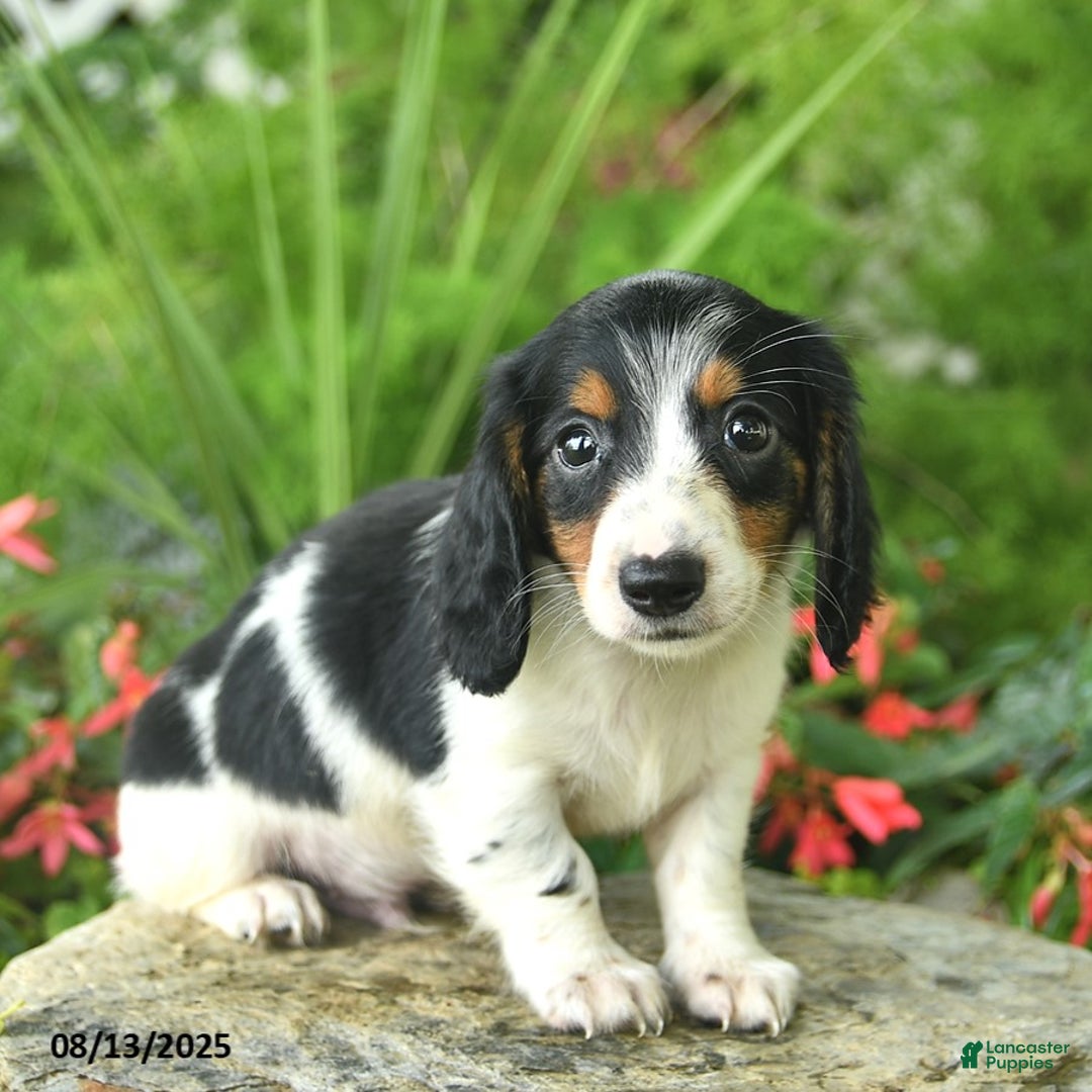 Dachshund dogs for sale: Dash - Image 1