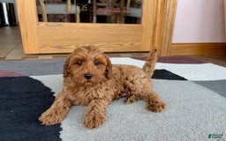 Cockapoo dogs for sale: Ray - Image 6