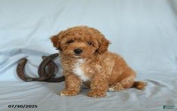 Shihpoo dogs for sale: Shih-Poo 6 puppies - Image 6