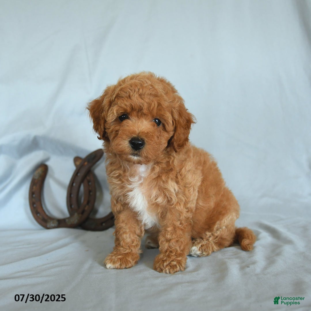 Shihpoo dogs for sale: Shih-Poo 6 puppies - Image 6