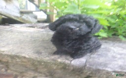 Toy Poodle dogs for sale: Hanna - Image 6