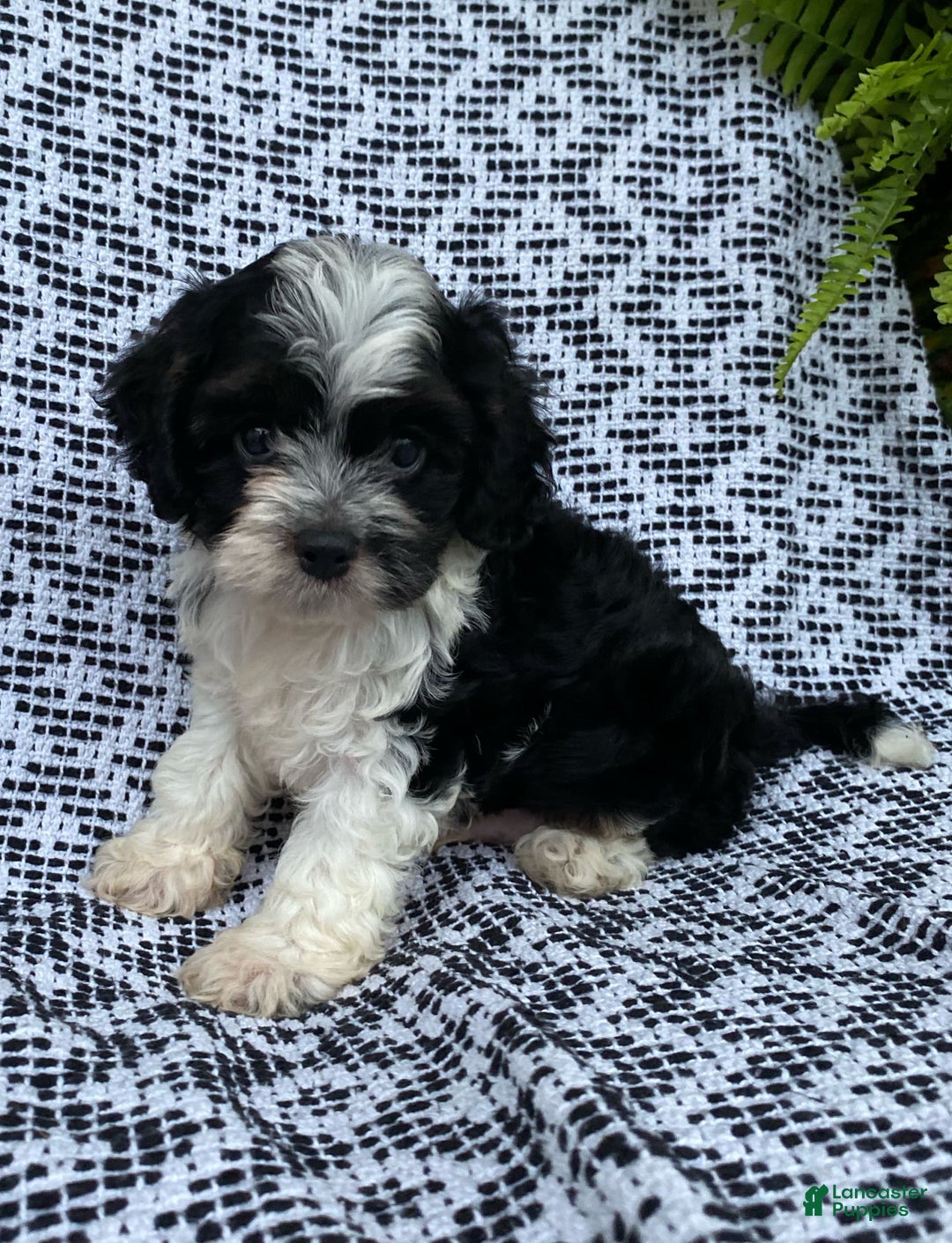 Cockapoo dogs for sale: Charlie - Image 1