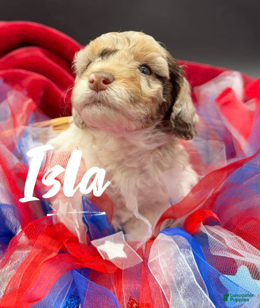 Miniature Poodle dogs for sale: Isla - Image 1