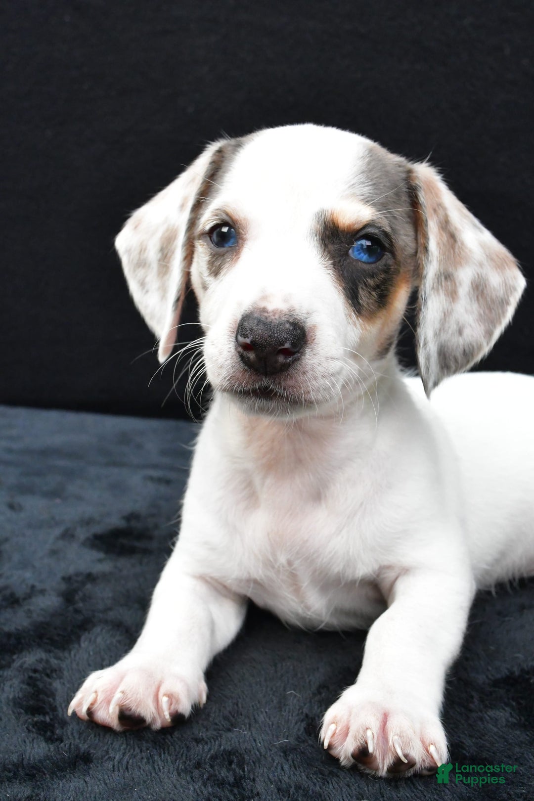 Miniature Dachshund dogs for sale: Jessica - Image 8
