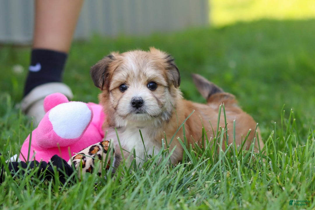 Morkie dogs for sale: Jesse - Image 4