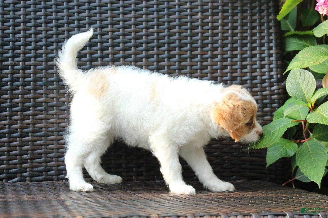 Miniature Poodle dogs for sale: Latisha - Image 2