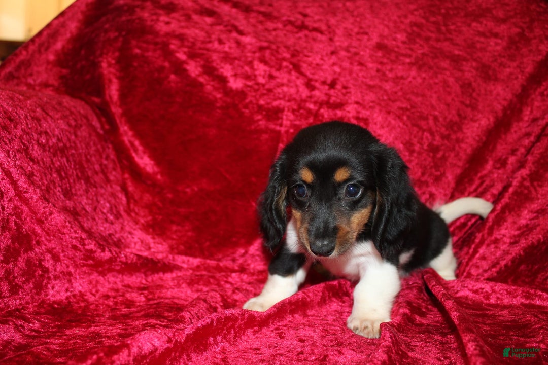 Miniature Dachshund dogs for sale: Casey - Image 7