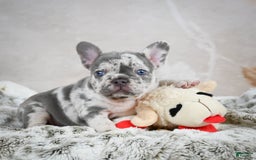 French Bulldog dogs for sale: French Bulldog 6 puppies - Image 26