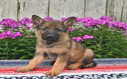 German Shepherd dogs for sale: Dakota - Image 10