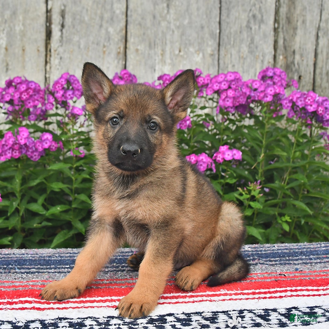 German Shepherd dogs for sale: Dakota - Image 10