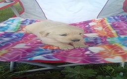 Golden Retriever dogs for sale: Conlin - Image 1