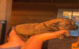 Aussiedoodle dogs for sale: Dun - Listing for pets: Winona, Dolly, Reba, Brooks, Dun, Urban - Image 1