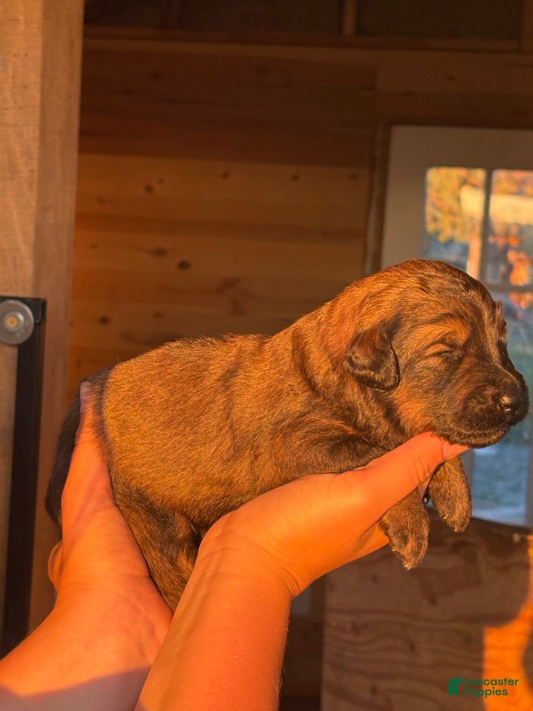 Aussiedoodle dogs for sale: Dun - Listing for pets: Winona, Dolly, Reba, Brooks, Dun, Urban - Image 1