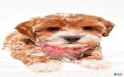 Maltipoo dogs for sale: Dixie - Image 5