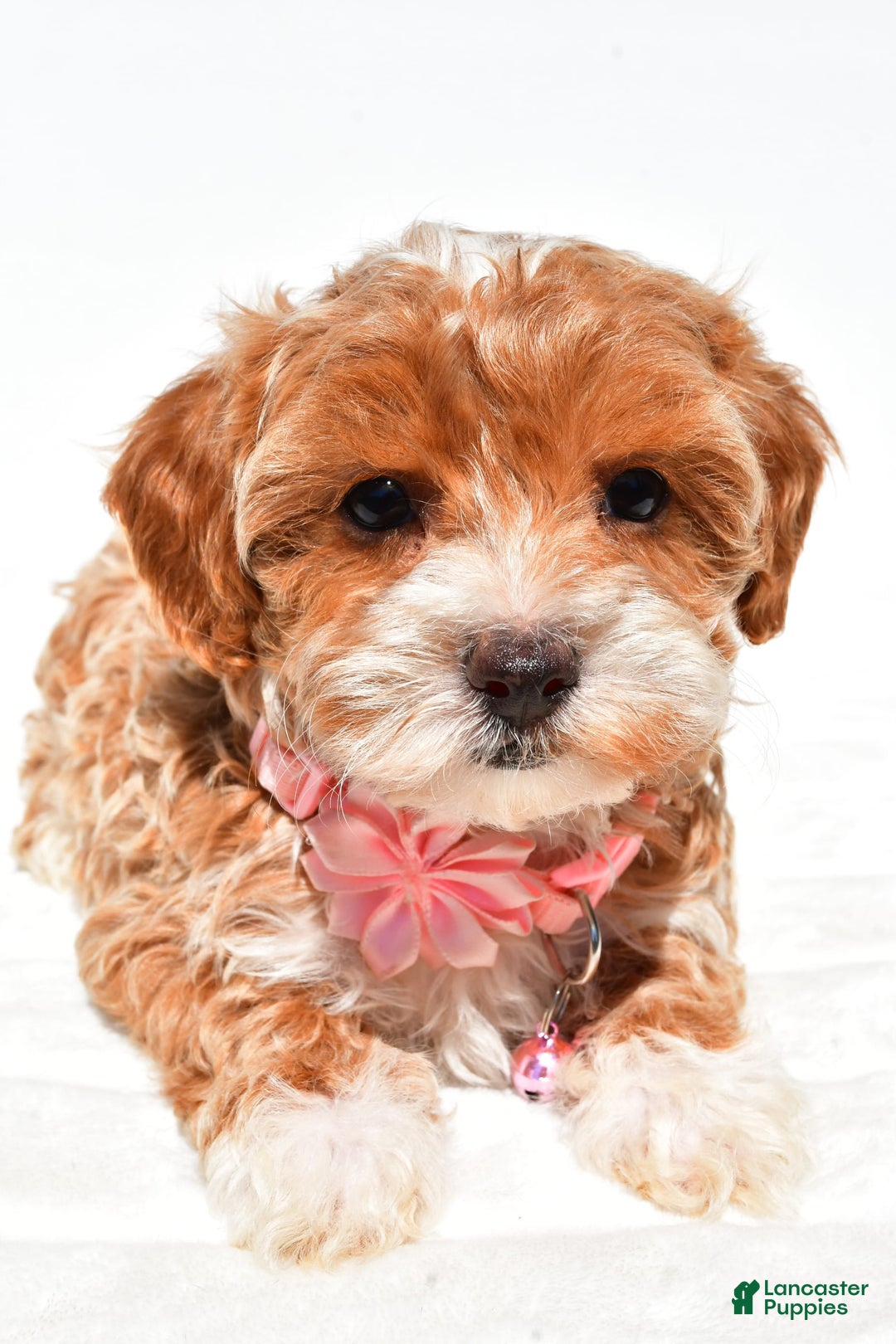 Maltipoo dogs for sale: Dixie - Image 5