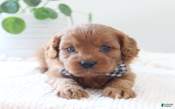Cavapoo dogs for sale: Flora - Image 1