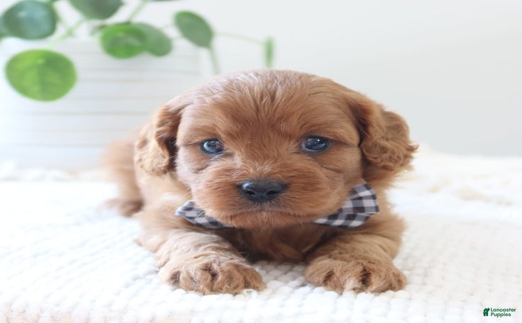 Cavapoo dogs for sale - Ad 2