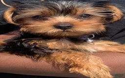 Yorkshire Terrier dogs for sale: Ella - Image 1