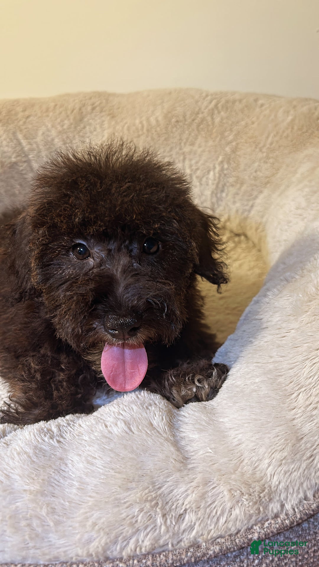Schnoodle dogs for sale: Max - Image 3