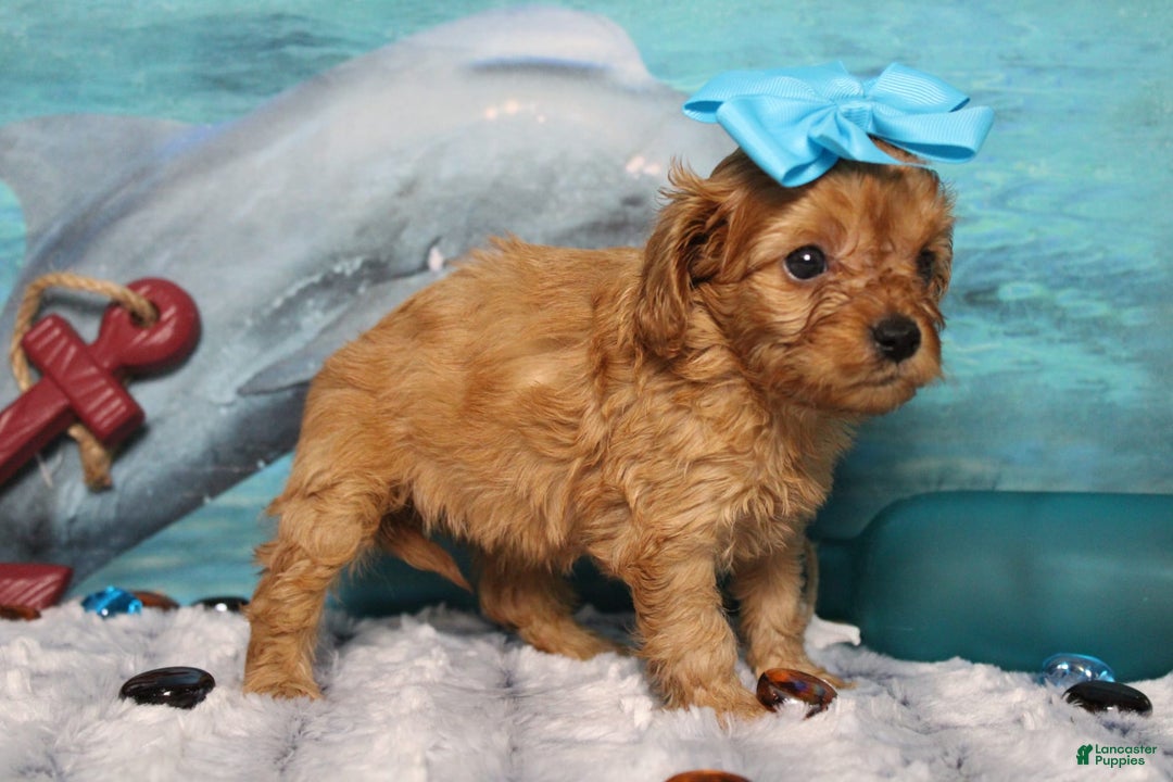 Cavapoo dogs for sale: Phoenix - Image 10