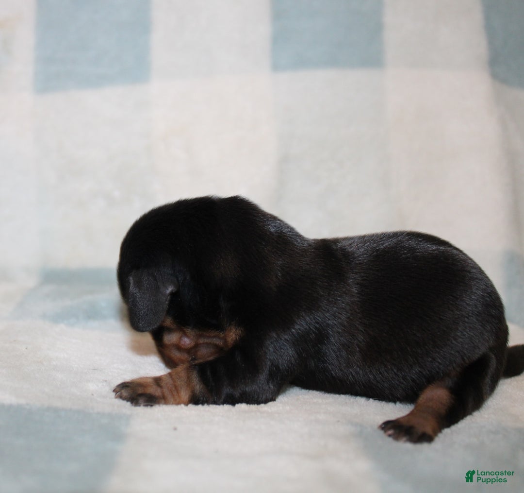 Miniature Dachshund dogs for sale: Mary Mini - Image 2