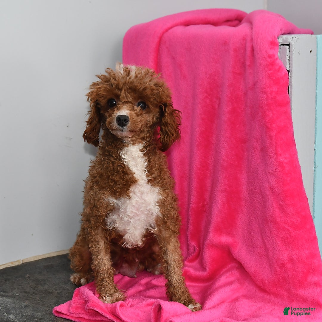 Toy Poodle dogs for sale: Sophia - Image 4