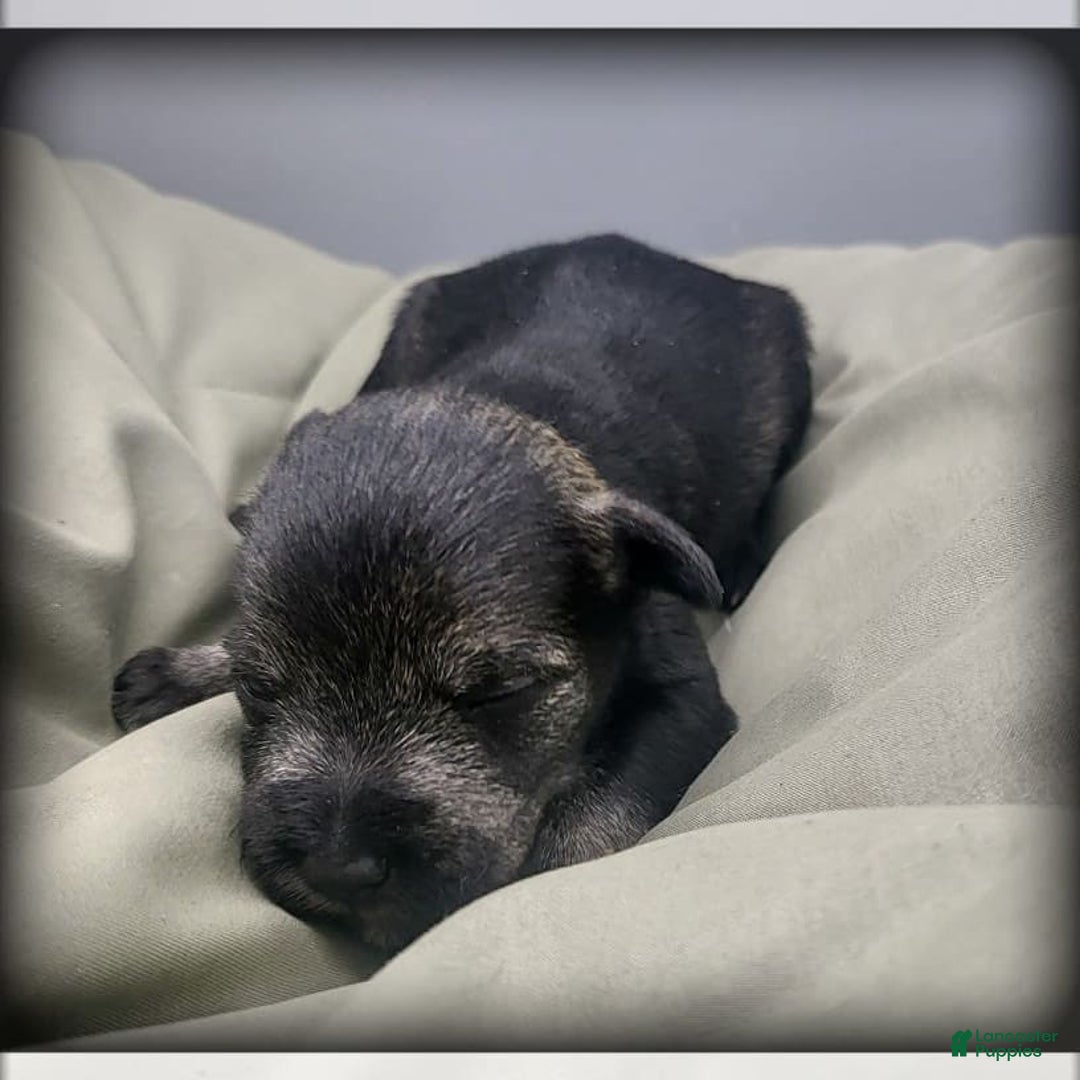 Miniature Schnauzer dogs for sale: Otis - Image 3