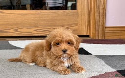 Maltipoo dogs for sale: Tanner - Image 3