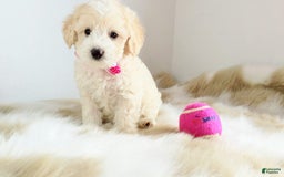 Maltipoo dogs for sale: Sunshine - Image 2