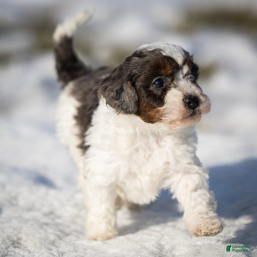 Cavapoo dogs for sale: Simba - Image 8