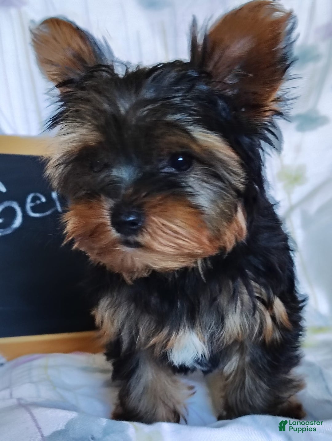 Yorkshire Terrier dogs for sale: Gene - Image 8