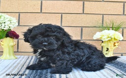 Shihpoo dogs for sale: Willie - Image 5