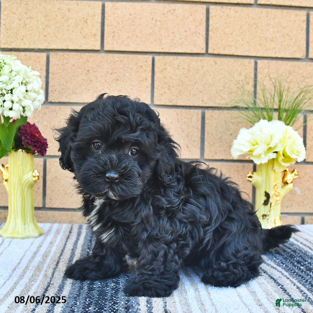 Shihpoo dogs for sale: Willie - Image 5