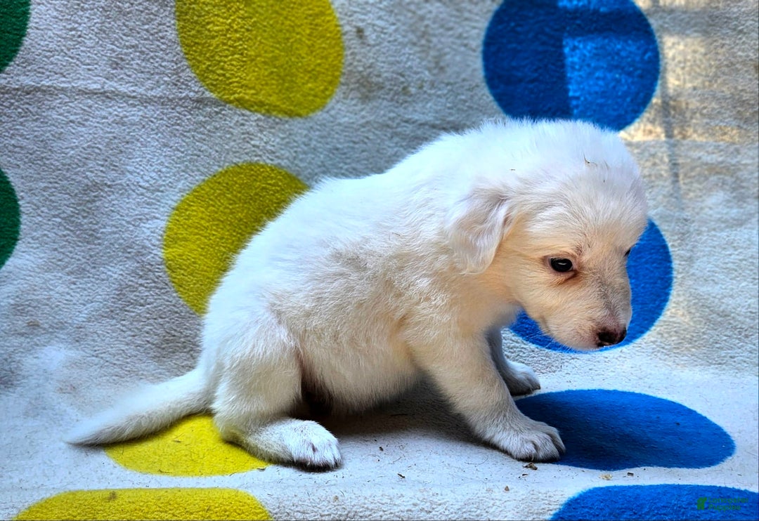 Border Collie dogs for sale: Grace - Image 7