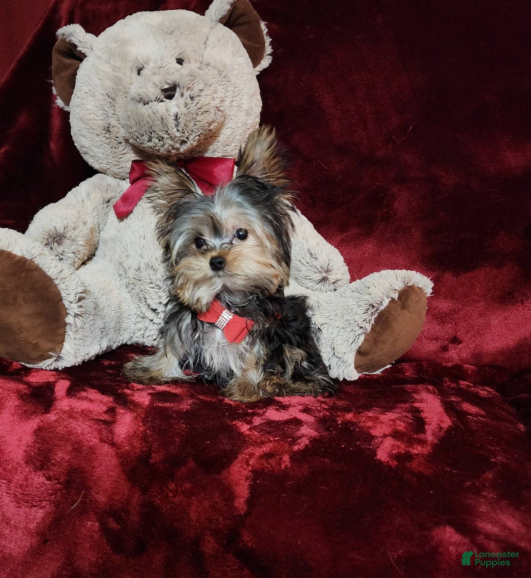 Yorkshire Terrier dogs for sale: Teddy - Image 10