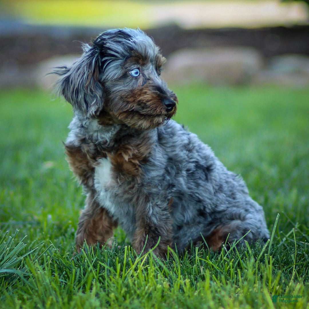 Cavapoo dogs for sale: Pumba - Image 17
