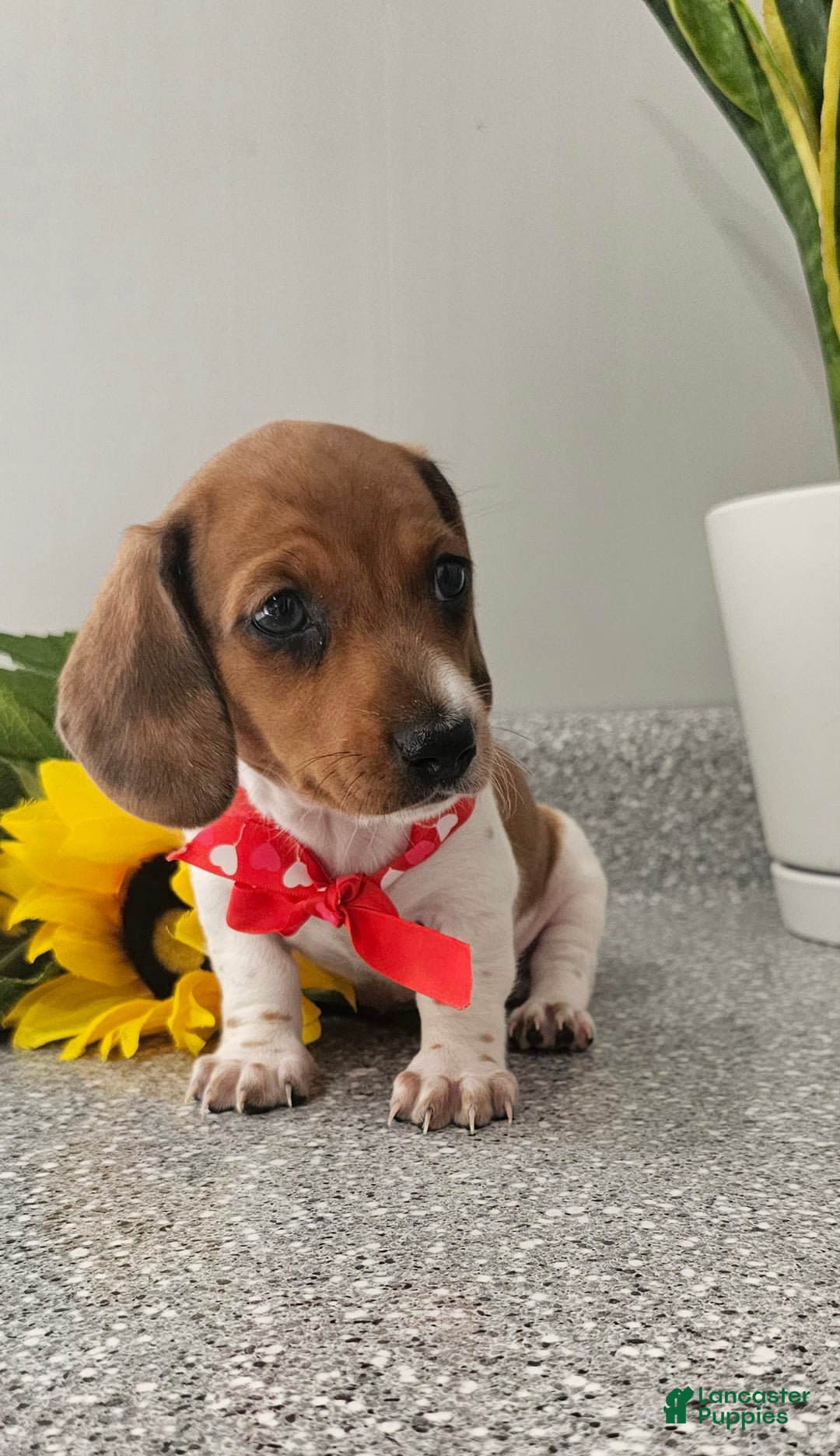 Dachshund dogs for sale: Millie Mae - Image 2