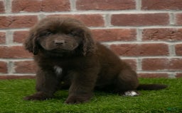 Newfoundland dogs for sale: Winnie - Image 4