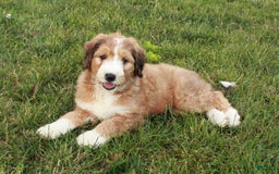 Bernedoodle dogs for sale: Chloe - Image 4