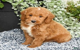 Mini Goldendoodle dogs for sale: Qbert - Image 2