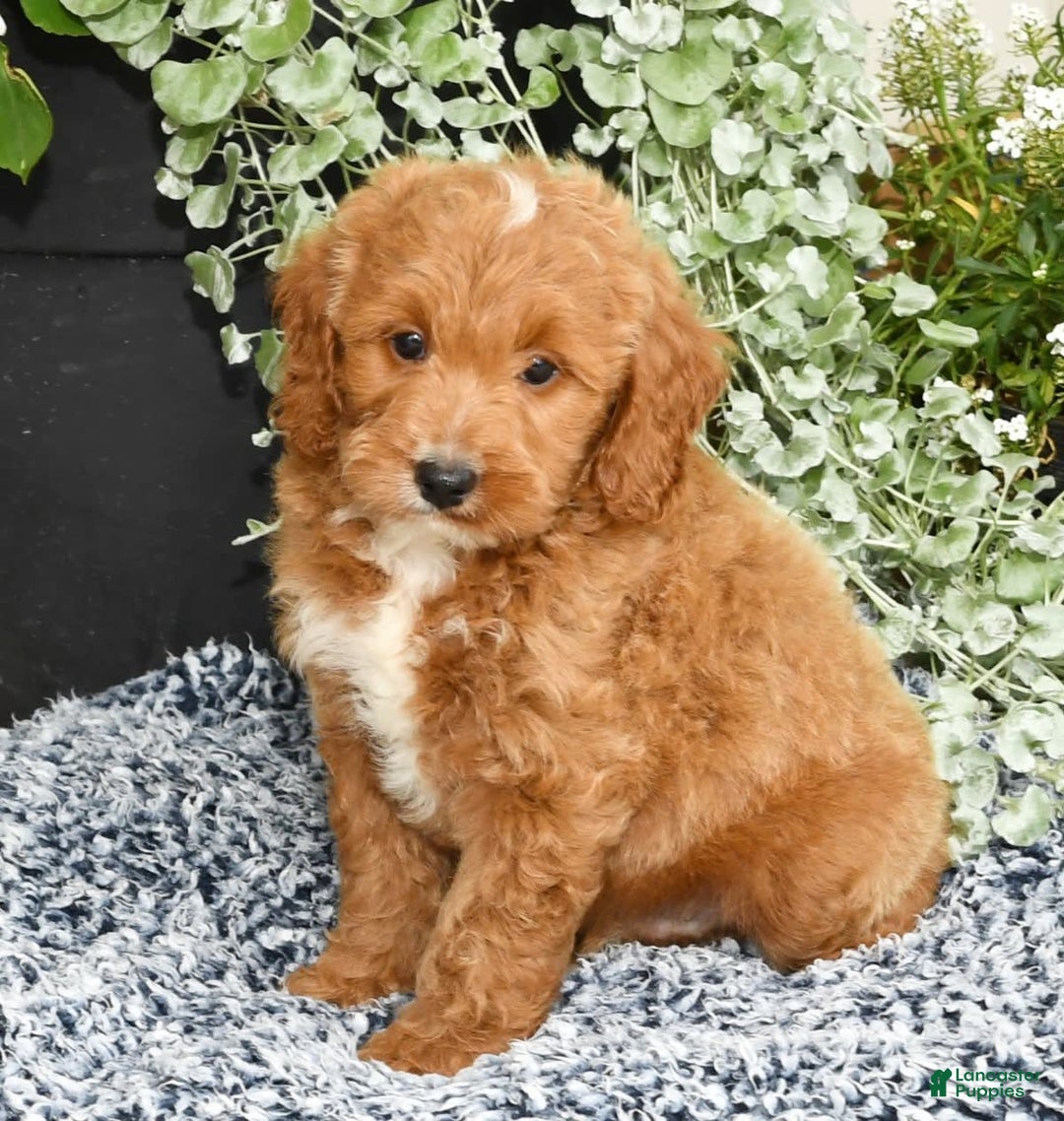 Mini Goldendoodle dogs for sale: Qbert - Image 2