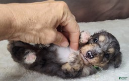 Shetland Sheepdog dogs for sale: Orbit - Image 4