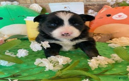 Pomsky dogs for sale: Nami - Image 20
