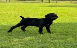 Cane Corso dogs for sale: Rampage - Image 1