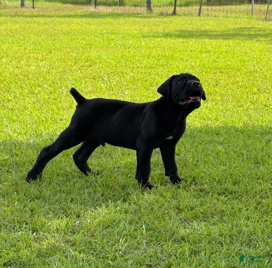 Cane Corso dogs for sale: Rampage - Image 1