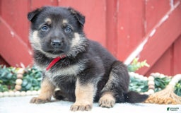 German Shepherd dogs for sale: Salem - Image 4