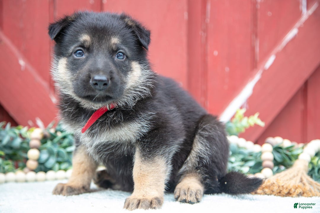 German Shepherd dogs for sale: Salem - Image 4