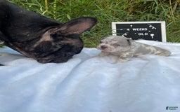 French Bulldog dogs for sale: Zach Myers - Image 2