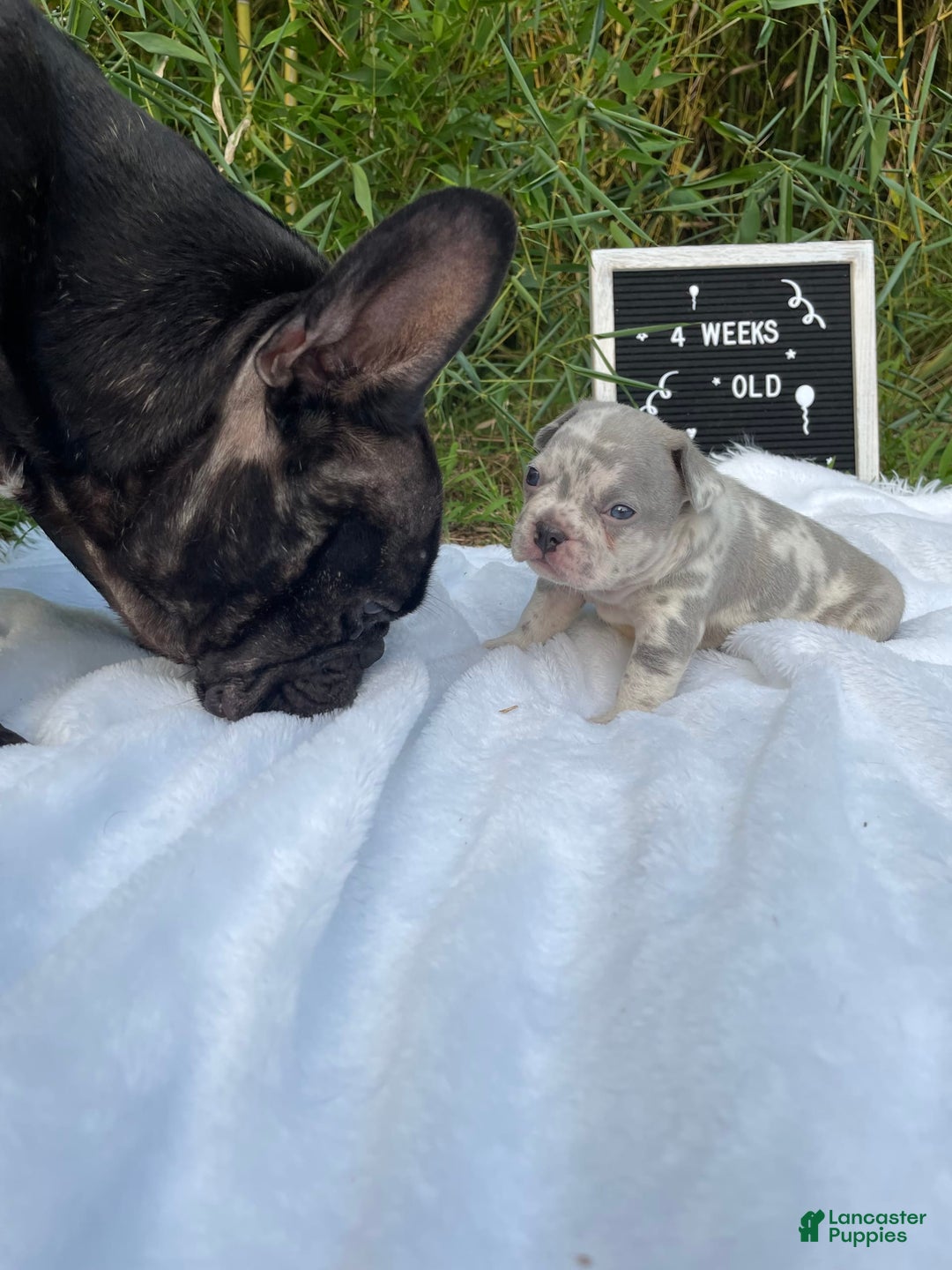 French Bulldog dogs for sale: Zach Myers - Image 2