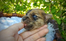 Morkie dogs for sale: Rare Gold Merle Beetle - Image 8